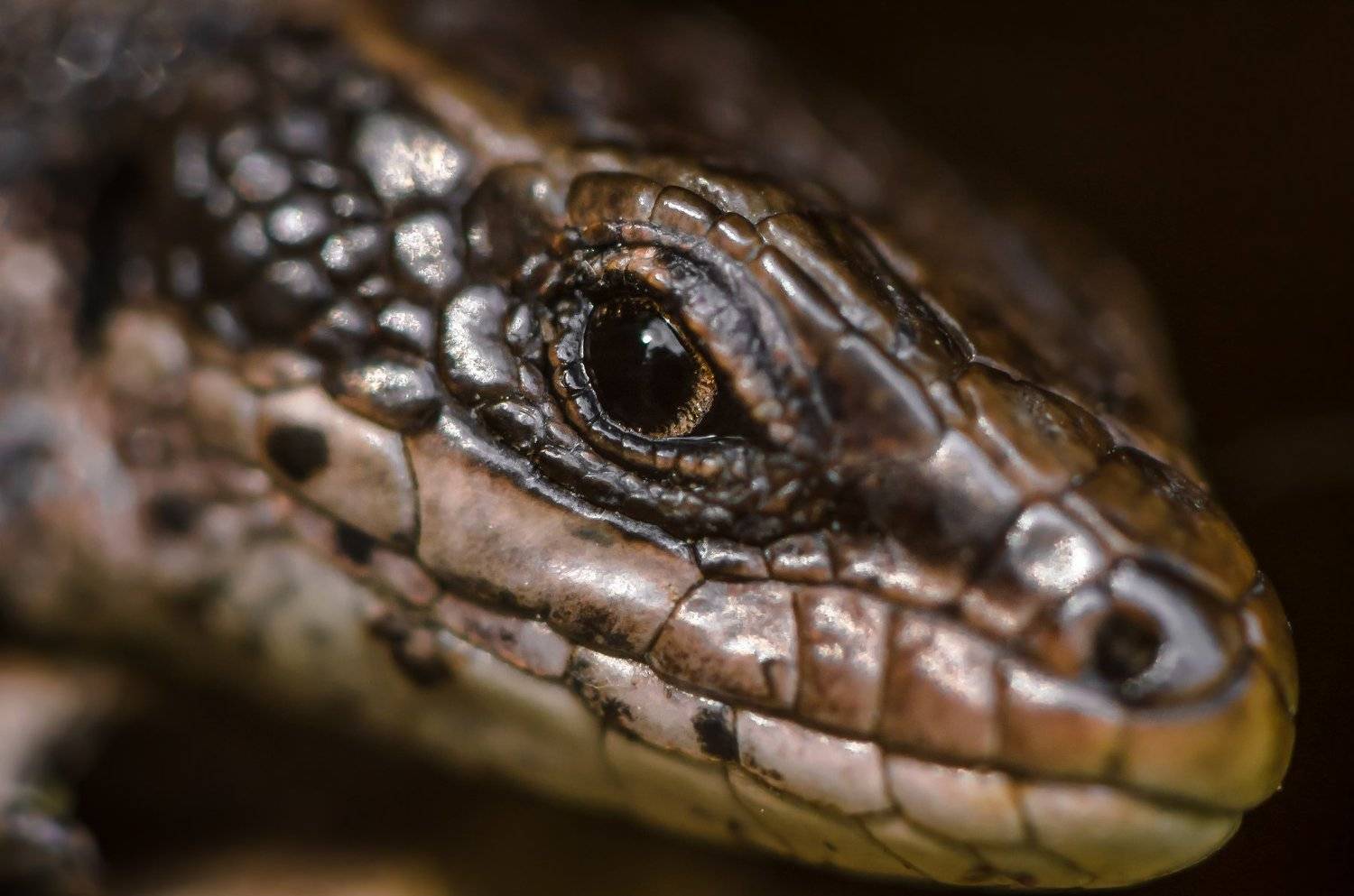 портрет,макро,ящерица,живородящая ящерица,zootoca vivipara,мысли,глаз,крупно,морда,чешуя,чешуйки,лето,пресмыкающееся,рептилия, Ксения Соварцева