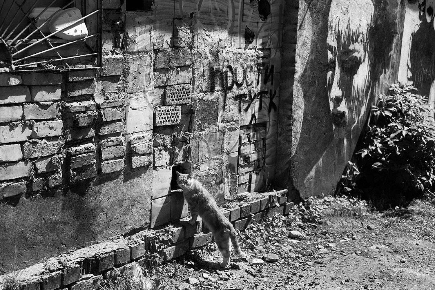 , Алексей Шамашов