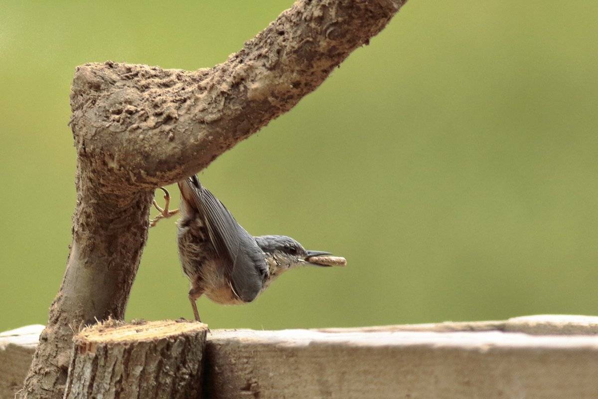 , Георги Славов