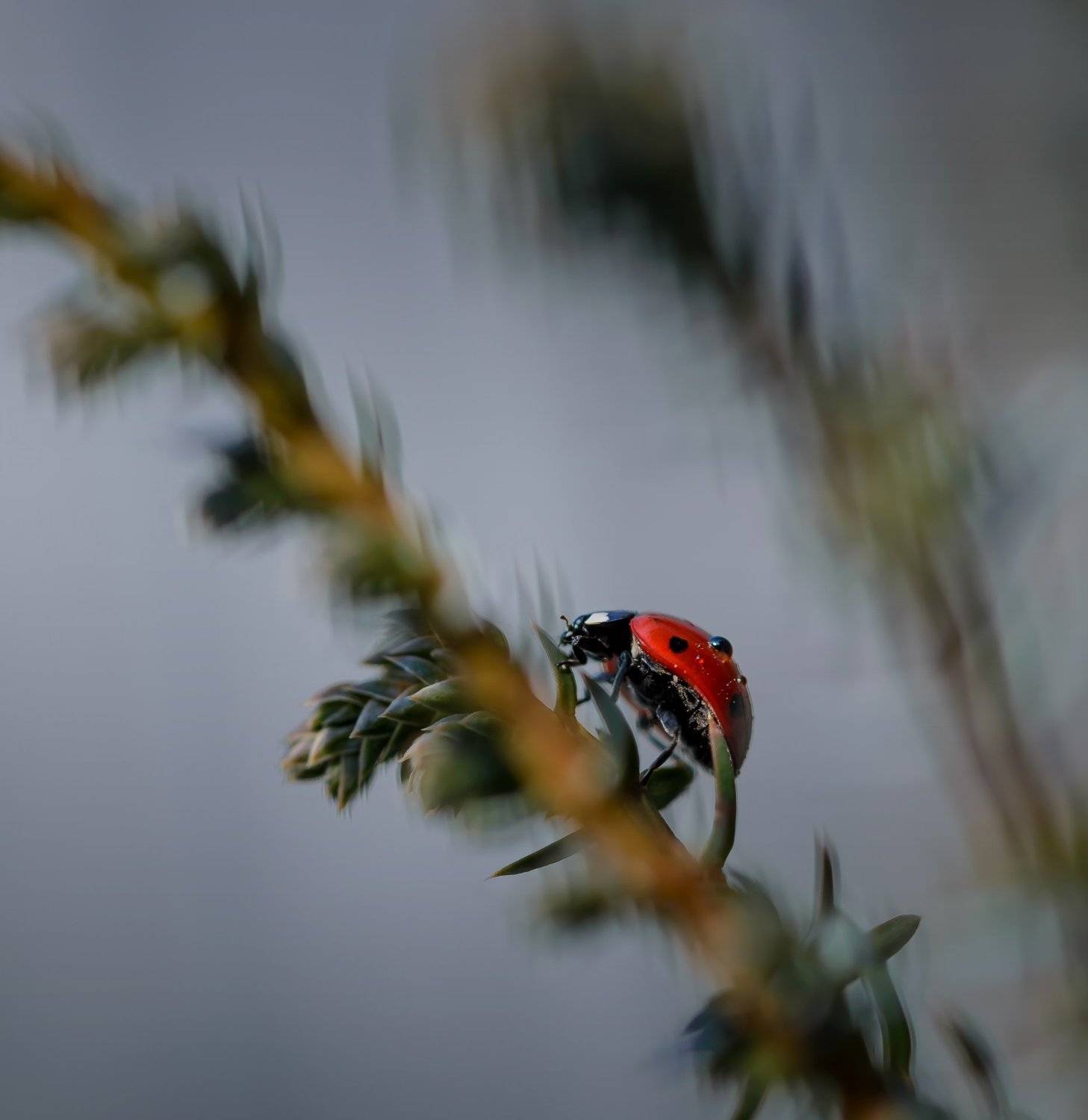 природа, макро, растение, можжевельник, насекомое, божья коровка, капли росы, Неля Рачкова