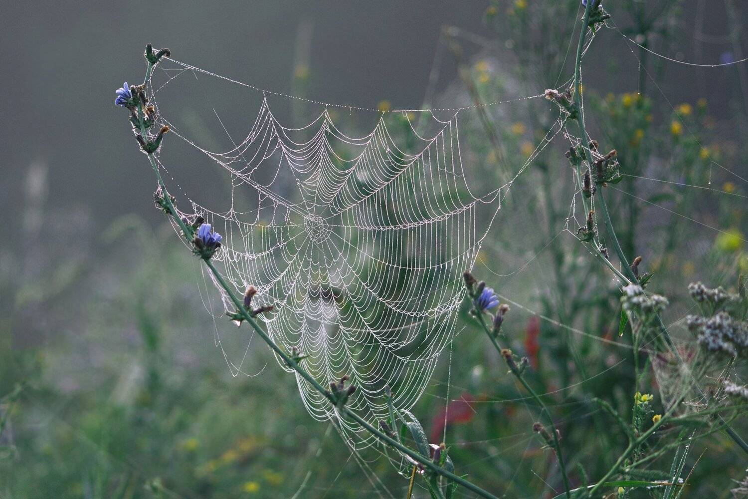 паук,лист,зелень,трава,свет,лапы, Юрий Котов
