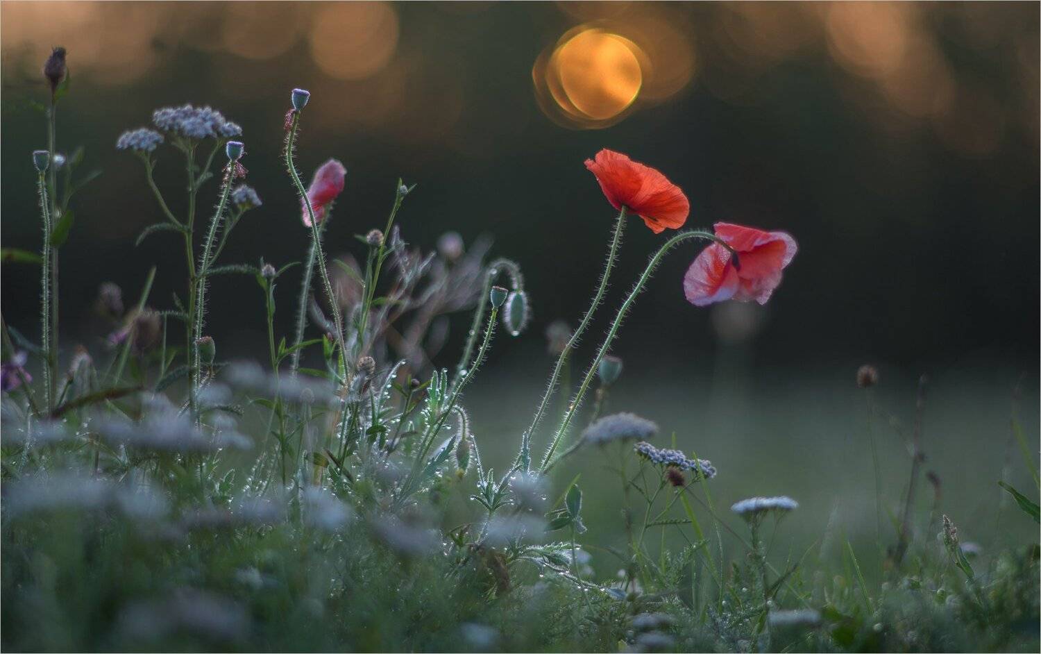 , Николай Шахманцир