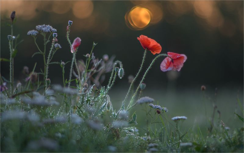 поздние фото превью