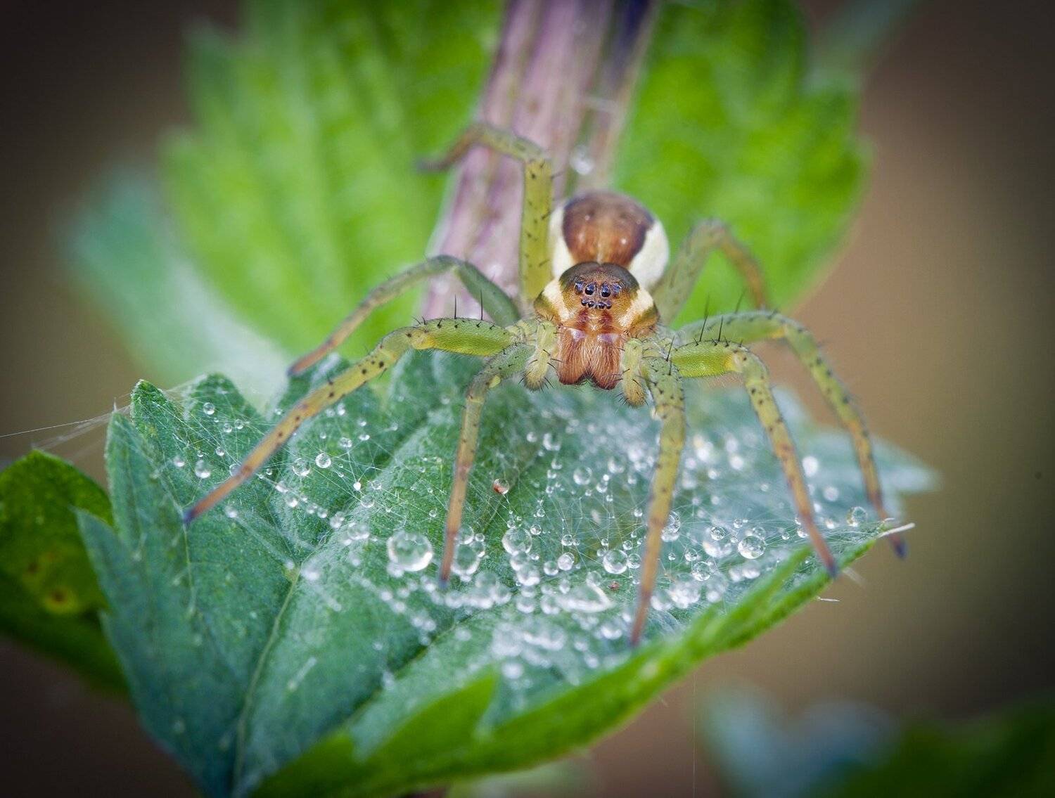 , Андрей Канышев