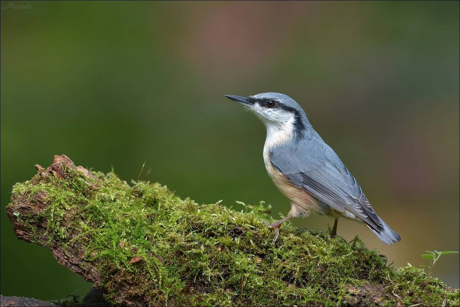 поползень, Андрей Медведев