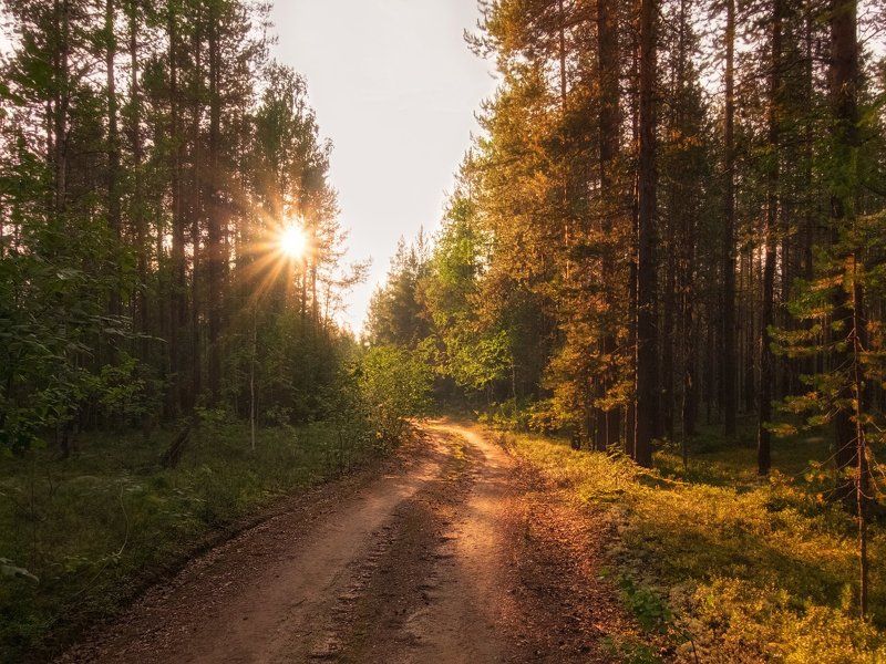 Лесная дорога фото превью