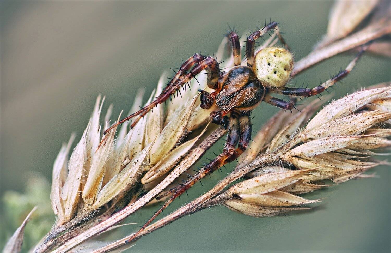 паук,лист,зелень,трава,свет,лапы, Юрий Котов