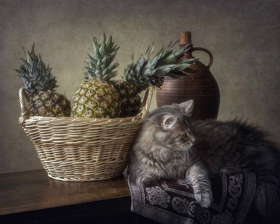 фото, фруктовый натюрморт, ананасы, корзина, художественное фото, домашние животные, кошки, кошка Масяня, , Ирина Приходько