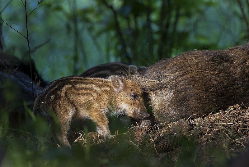 Кабаны фото превью