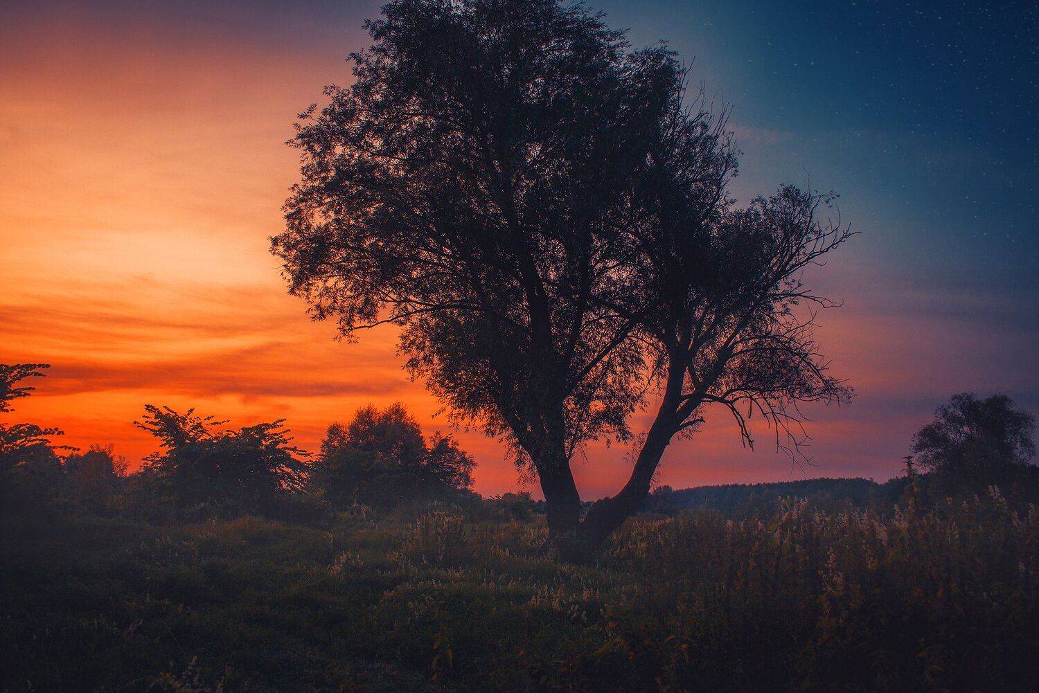 фото, природа, пейзаж, закат, лес, лето, Екатерина