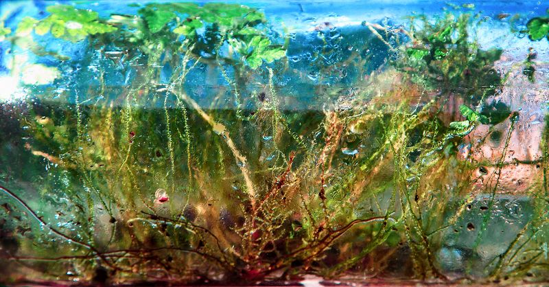 пейзаж, лето, трава, мох, зелень, небо, абстракция, картинка, вода, капли, стекло, мир, персонаж, фото, свет, улица, цвет Другие миры фото превью