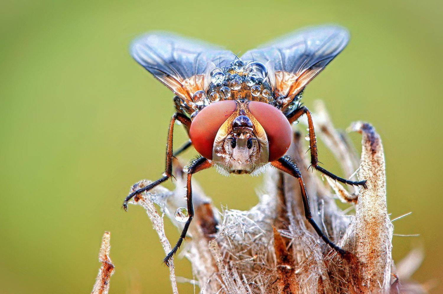 муха, живая, портрет, роса, Сергей Рубан