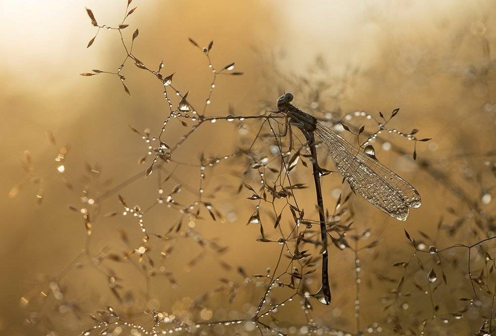 , Иваненко Светлана