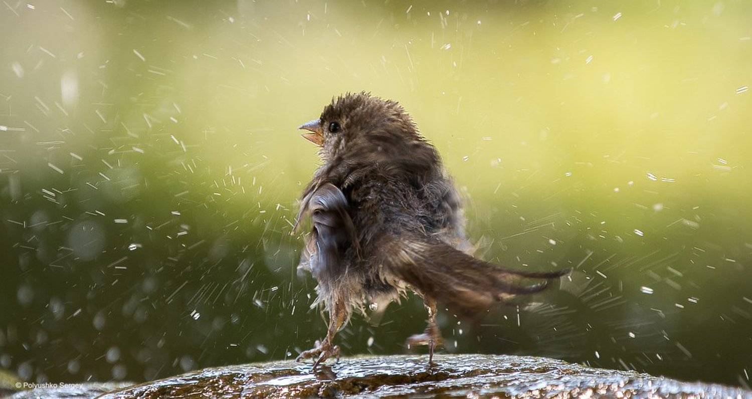 воробей, Полюшко Сергей