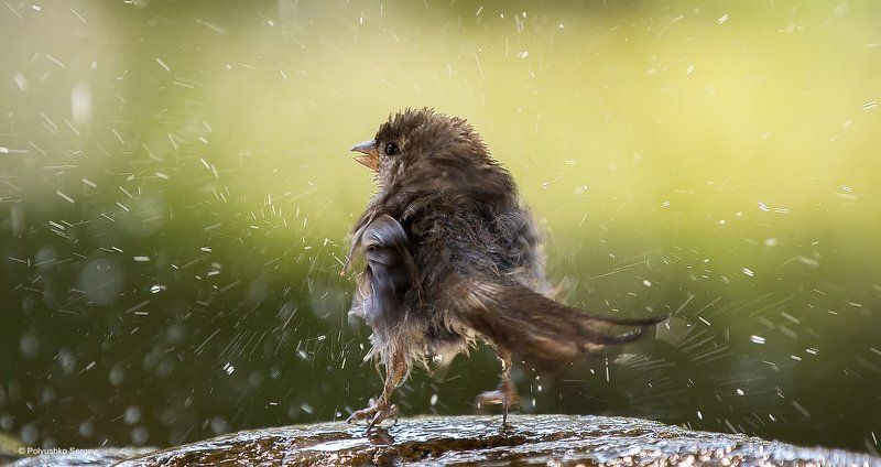 воробей *** фото превью
