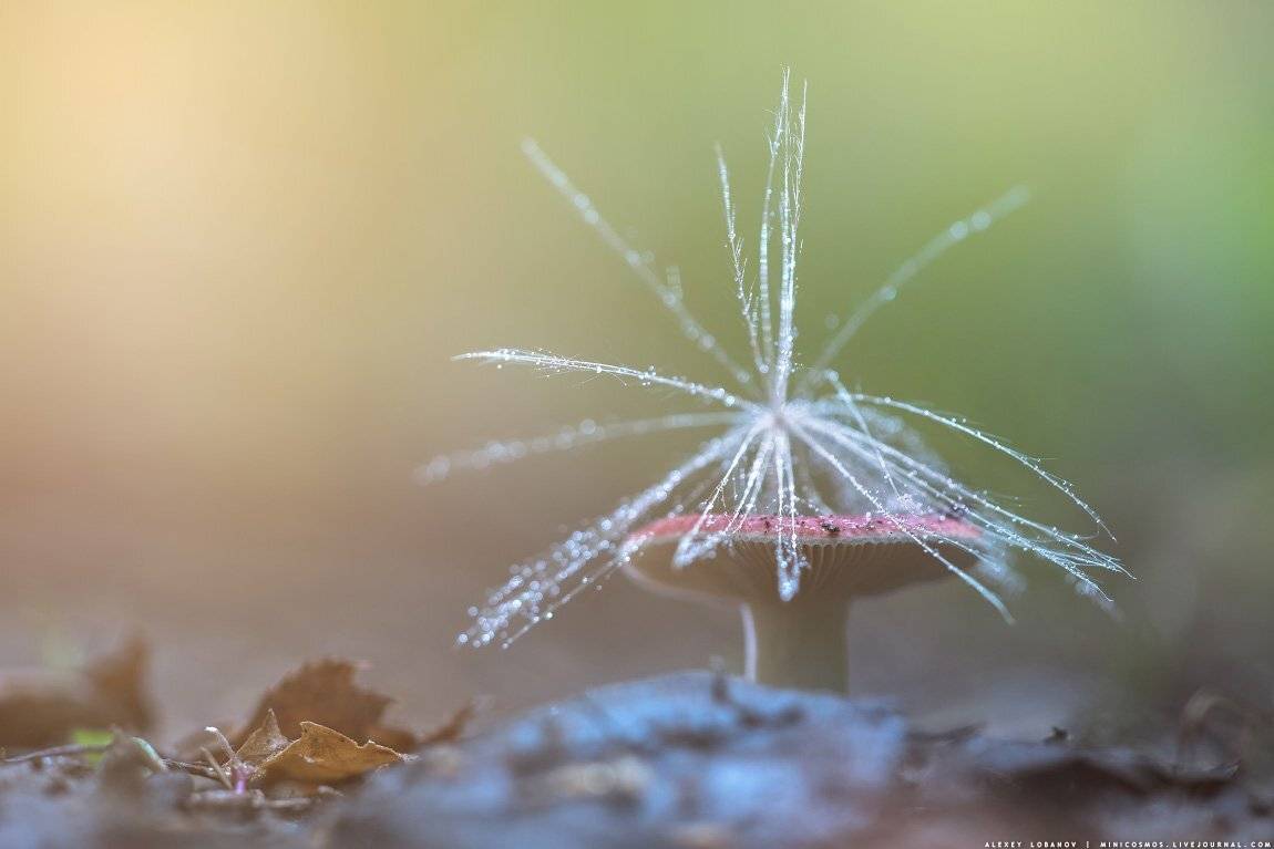 , Алексей Лобанов