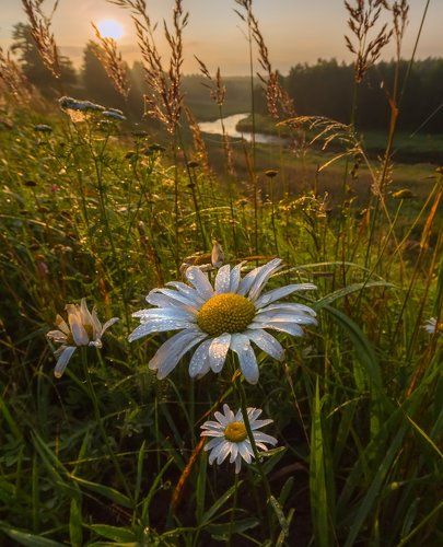 Ромашковый август.