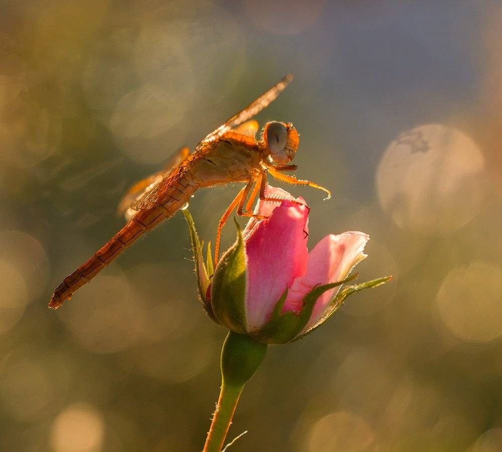 , Pawel Plucinski