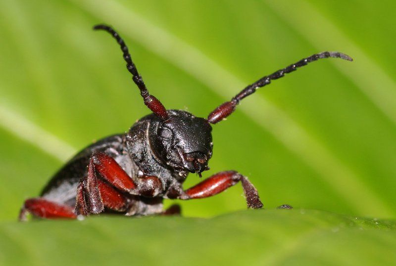 * фото превью