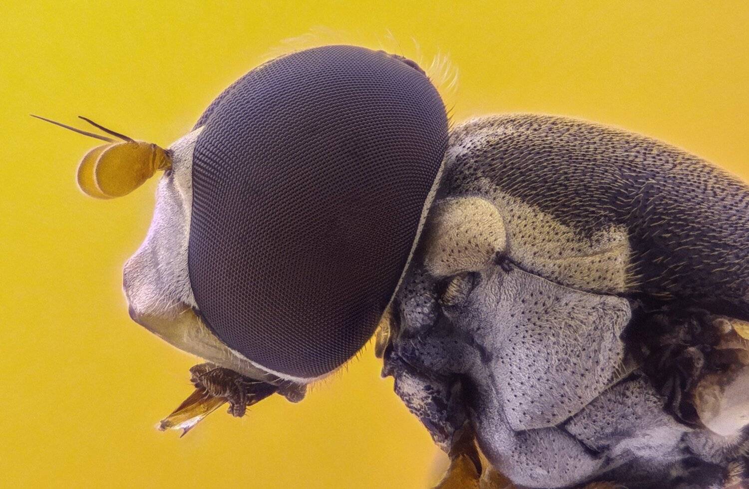 ceclii,macro,lgg4, extrememacro,  макро, Tsvetan Ganev