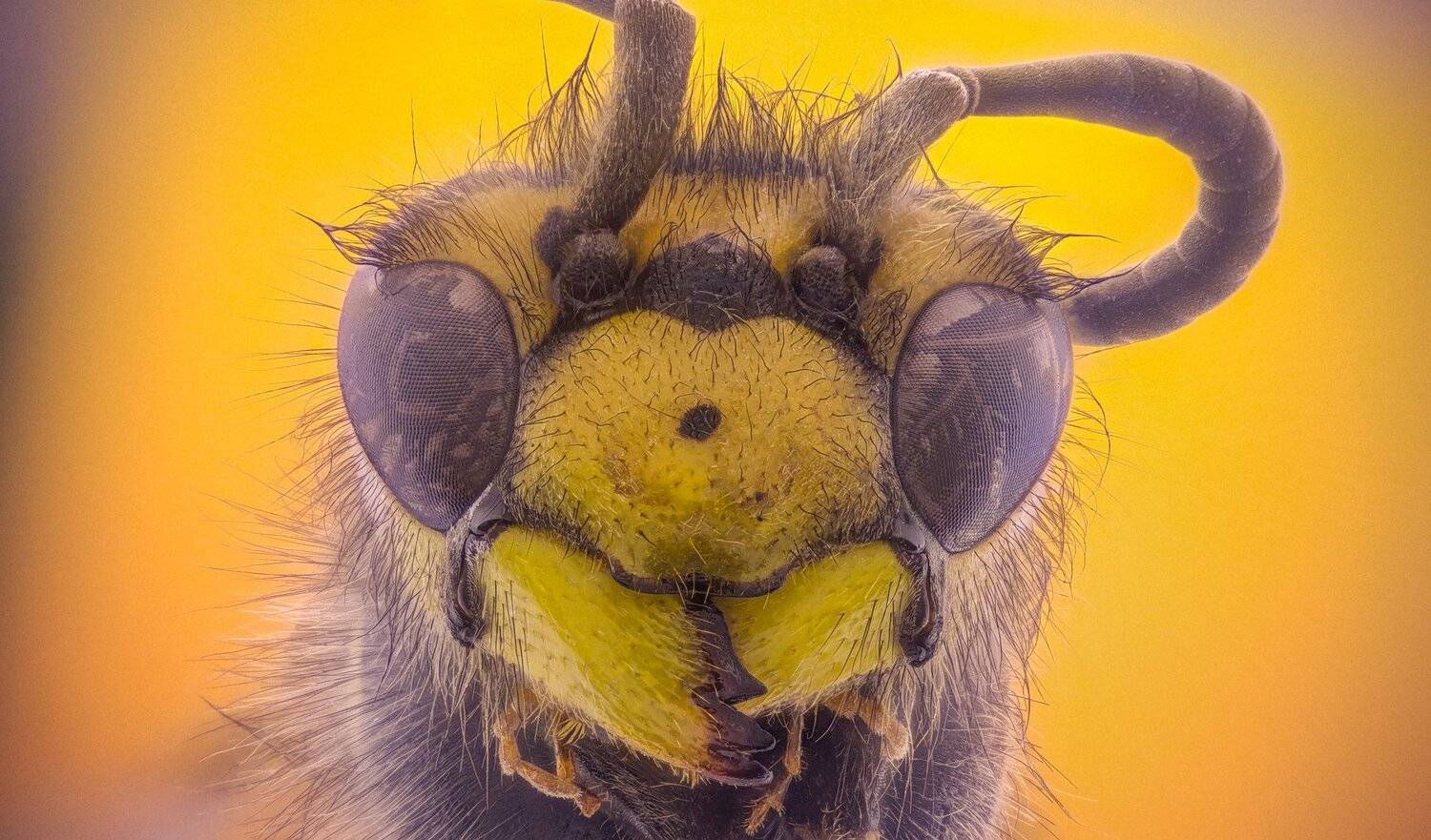 ceclii,macro,lgg4, extrememacro,  макро, Tsvetan Ganev