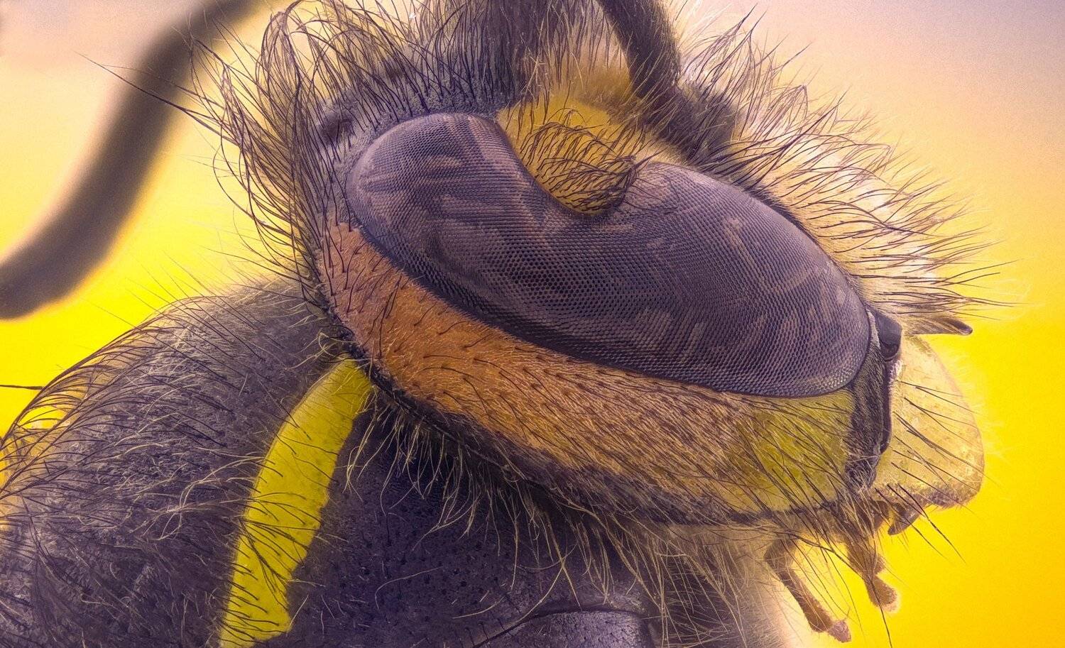 ceclii,macro,lgg4, extrememacro,  макро, Tsvetan Ganev