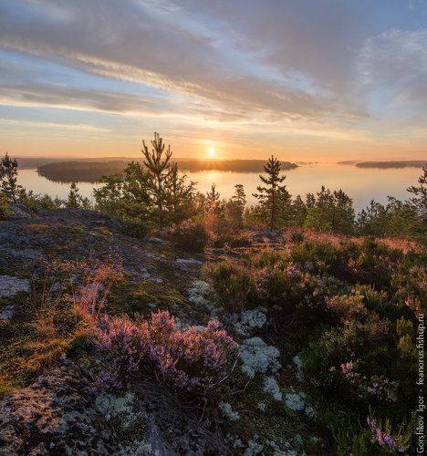 Утро с вереском на высоком ладожском берегу