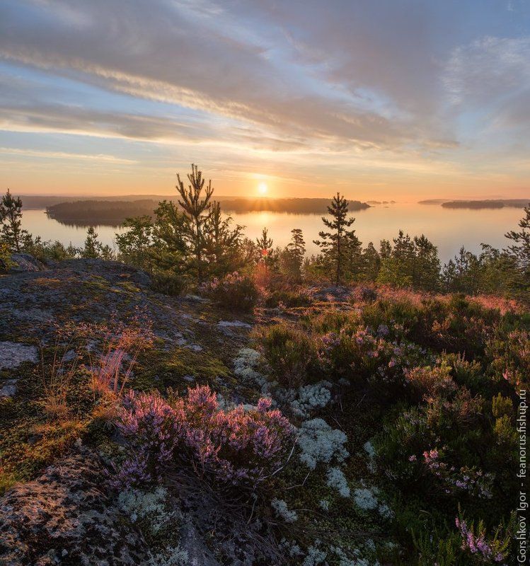 ладога,пейзаж,природа,утро,рассвет,гора,берег,вереск,цветы,панорама,россия,озеро, Утро с вереском на высоком ладожском берегу фото превью