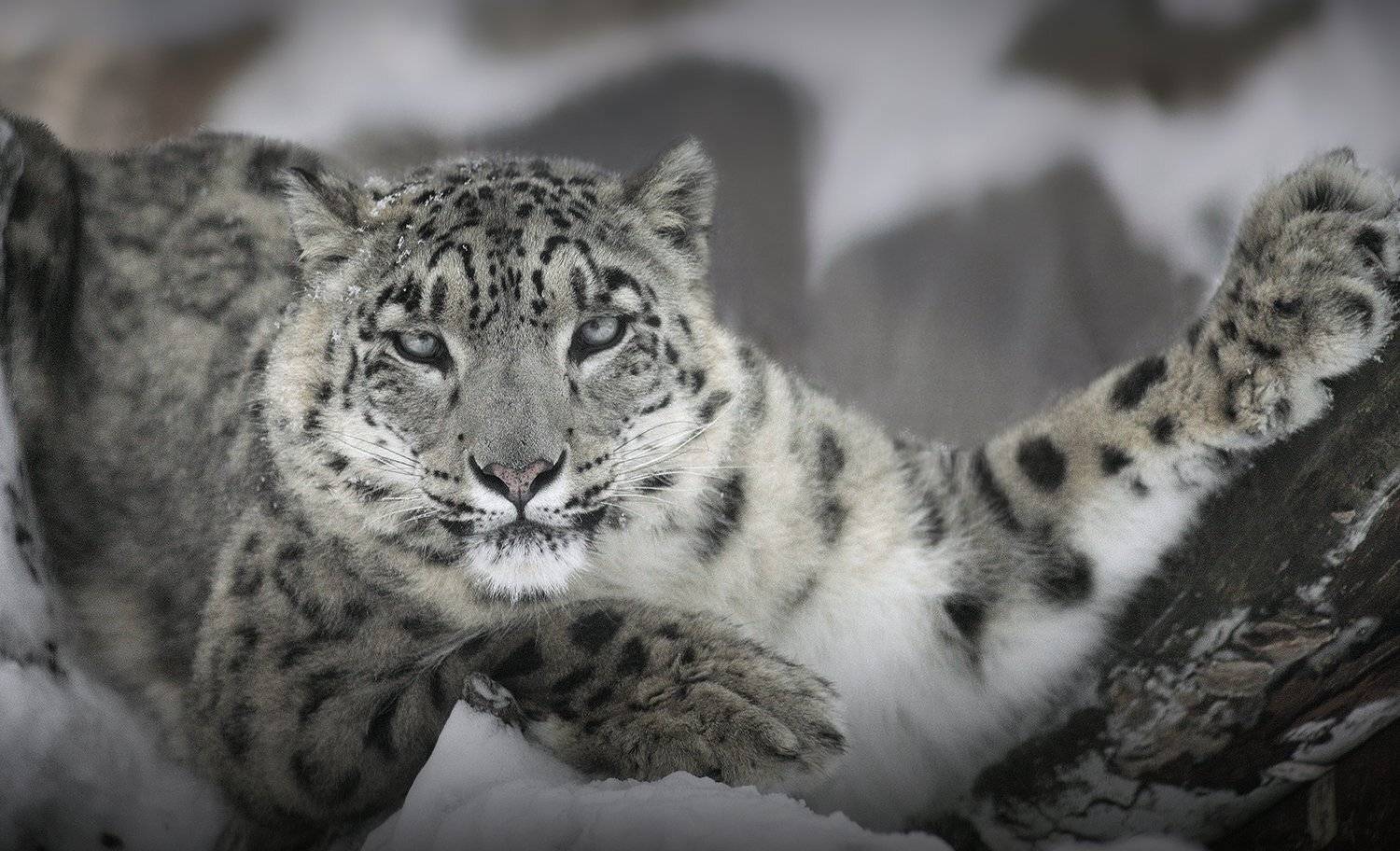 , Алексей Родак