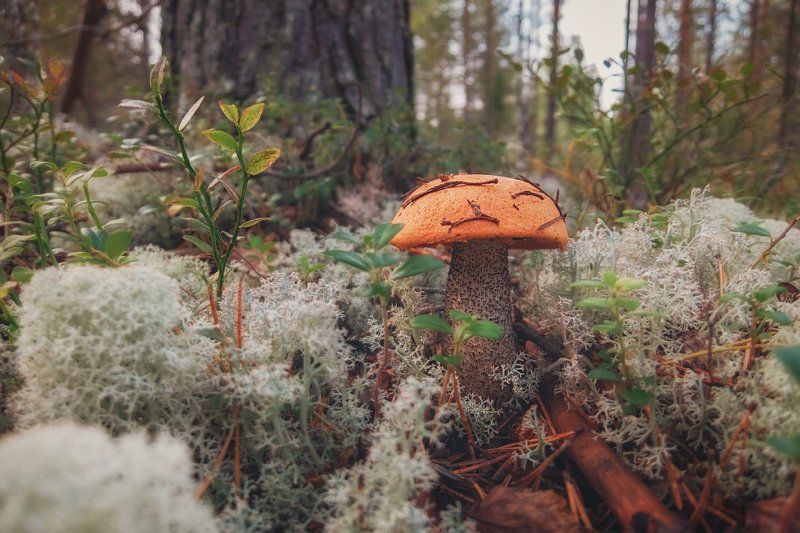 печора,коми,лес,гриб,макро Лесные дары августа фото превью