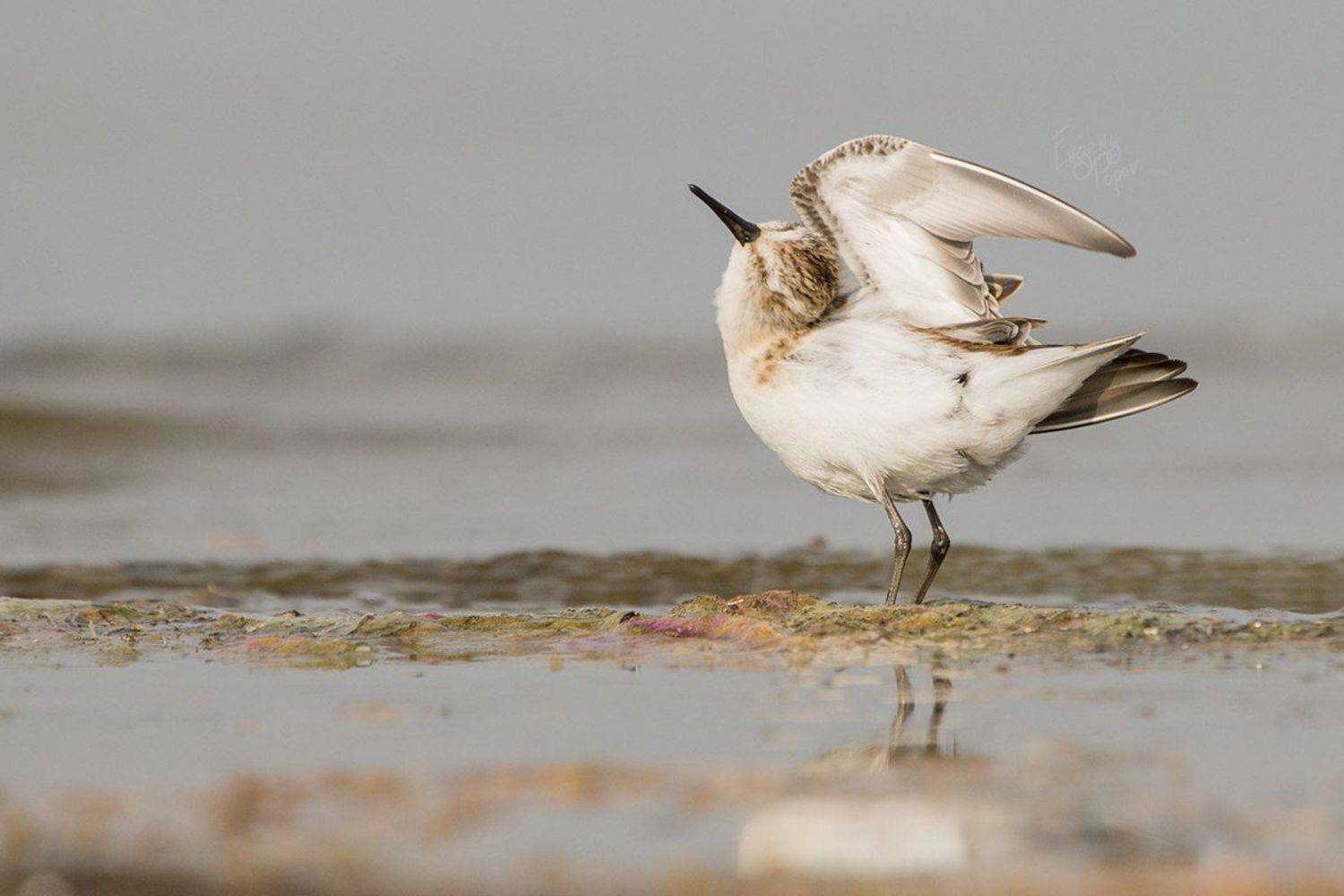 птица, воробей, кулик, Евгений Попов