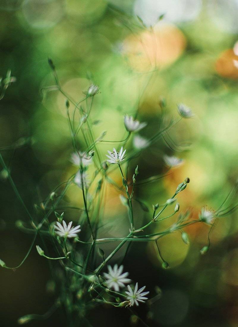 , Чернякова Анна