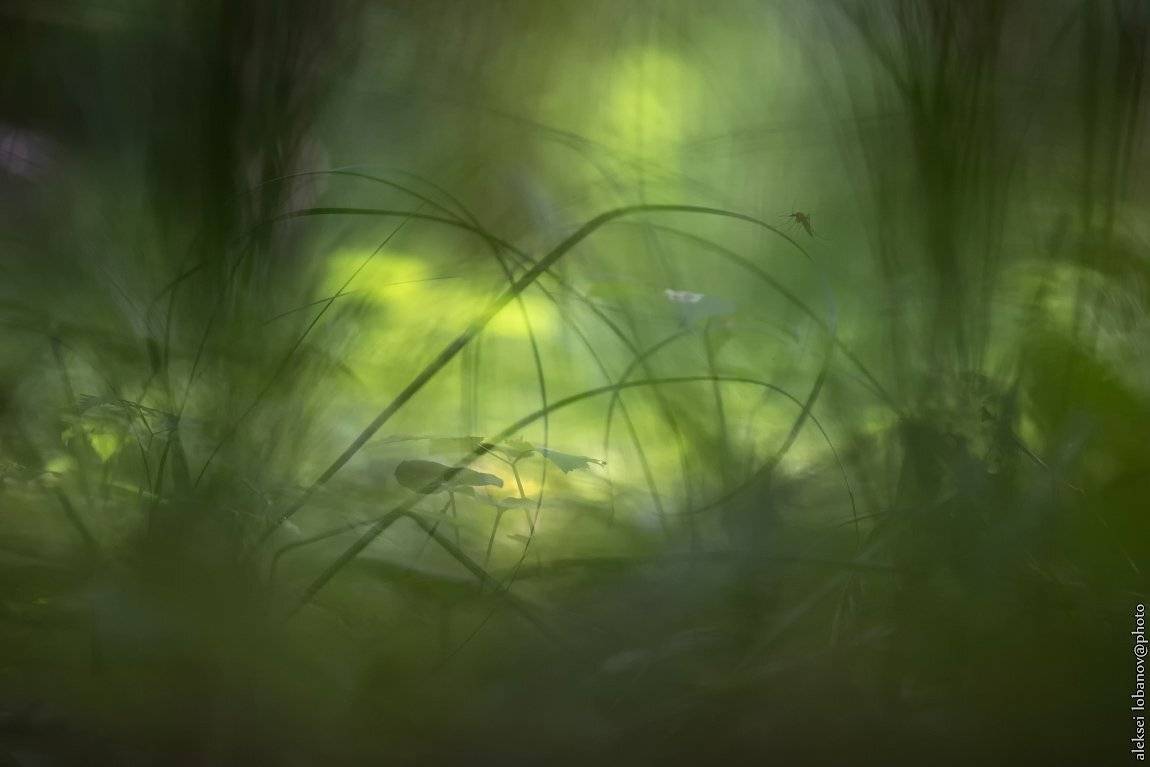 , Алексей Лобанов