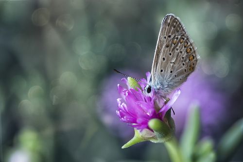 Butterfly eaarly in the morning