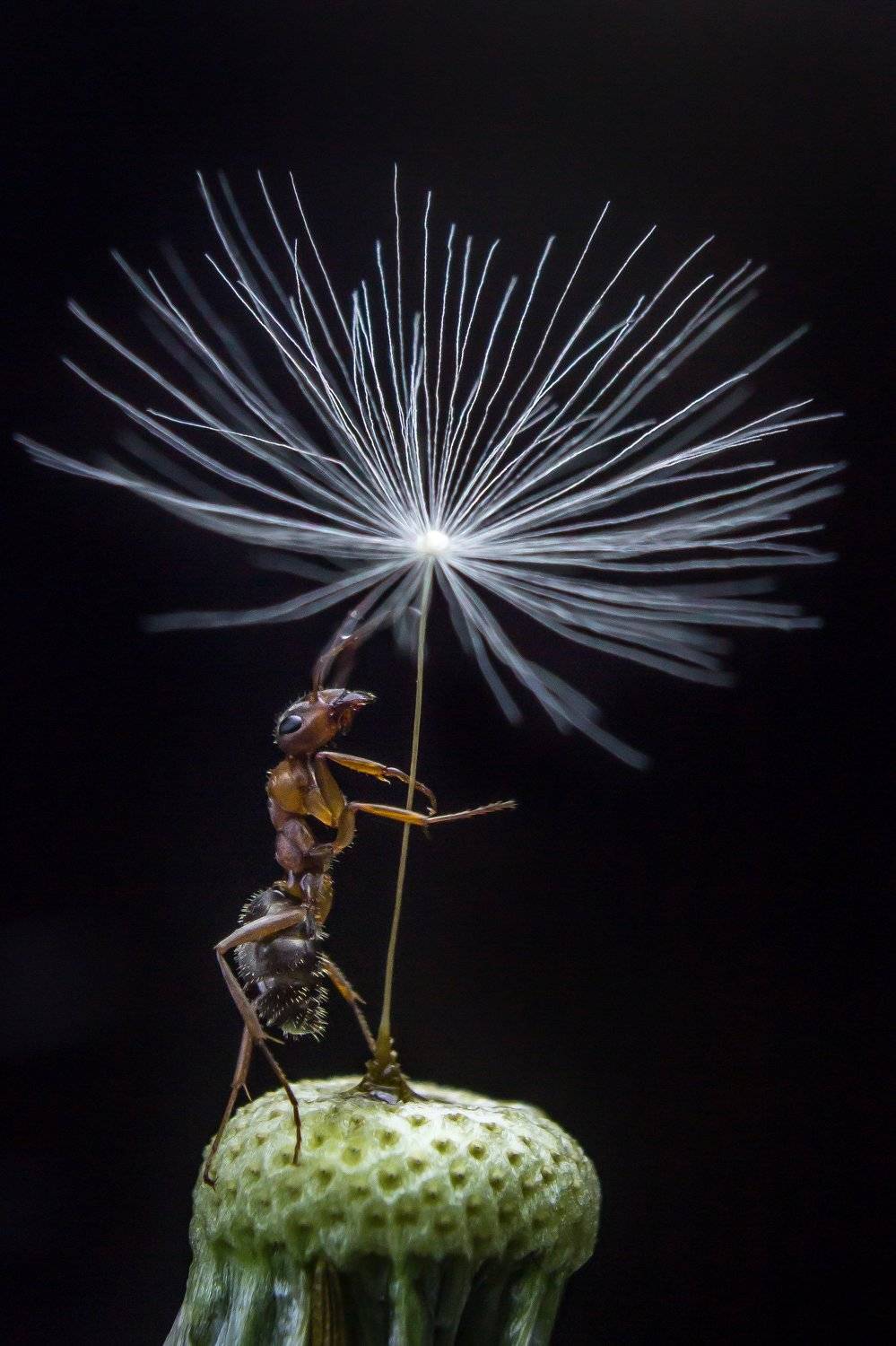 , Алёна Газукина