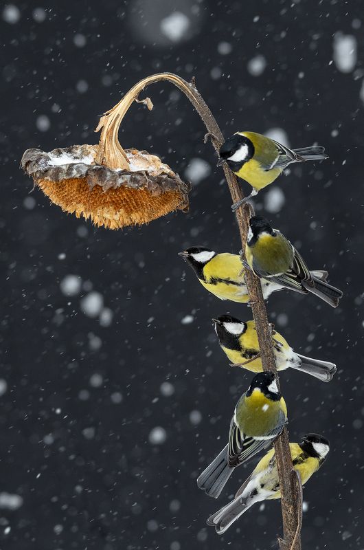 Кто последний в очереди? Я за вами буду! фото превью