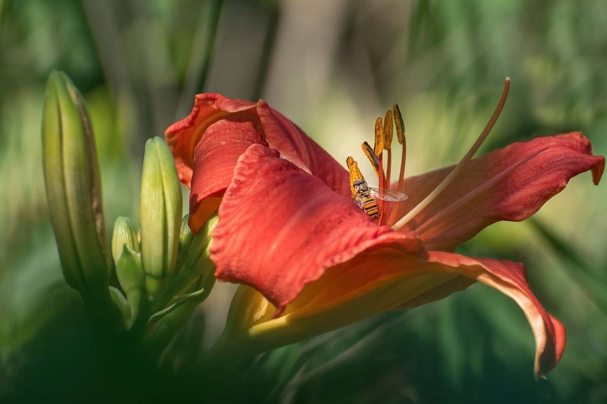 , Шинкарева Елена