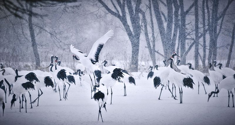 Red-crowned crane фото превью