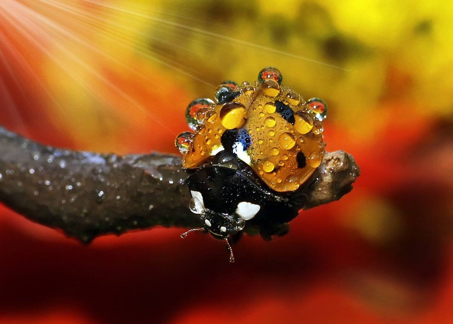 макро,божья коровка,капли, Гарик Соколов