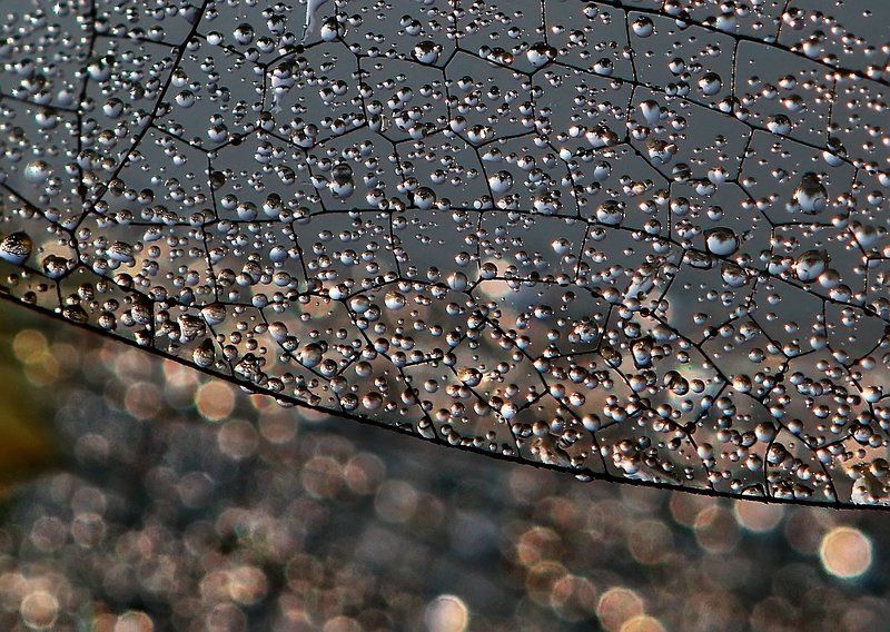 крылья, стрекоза, роса Росы на крыльях, крылышки - в росах фото превью