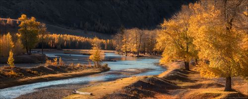 Золото Алтая