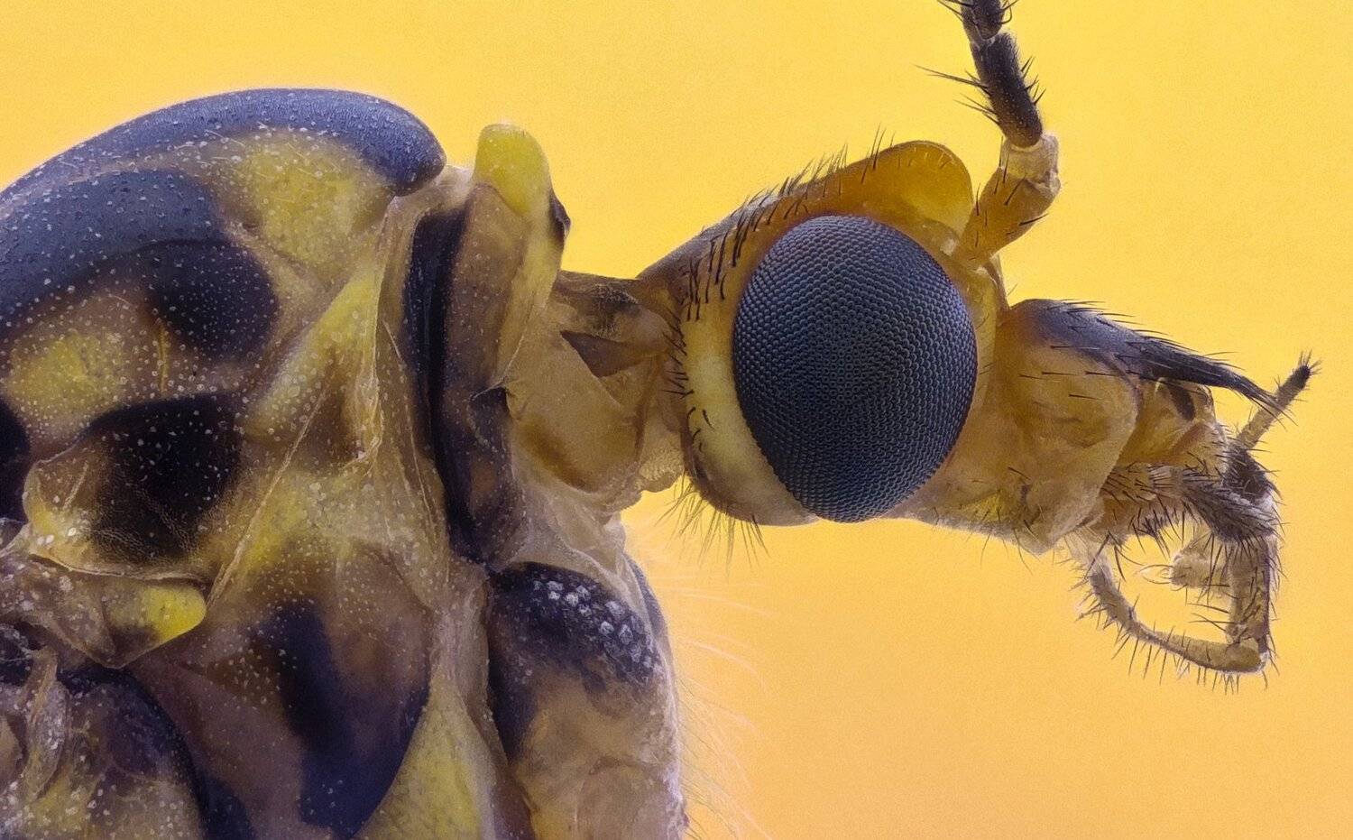 ceclii,macro,lgg4, extrememacro,  макро, Tsvetan Ganev