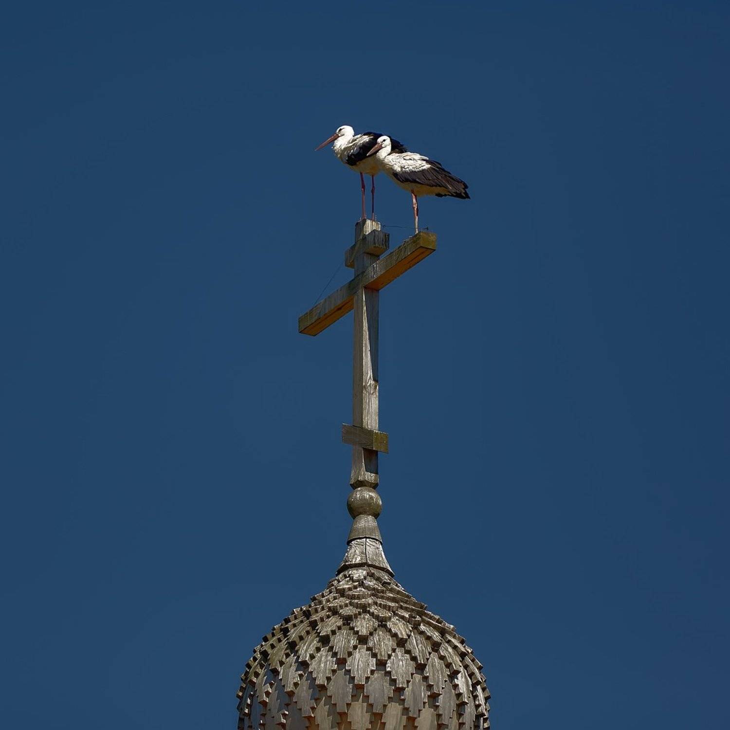 аисты, Булатов Дмитрий