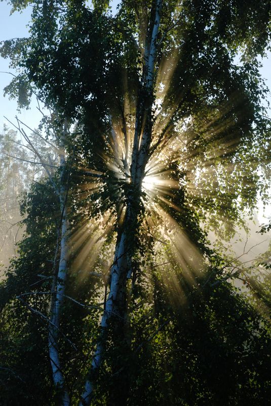 Утро фото превью