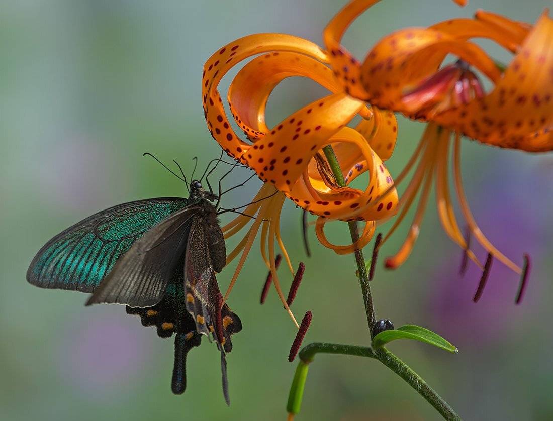 , Евгений Слободской