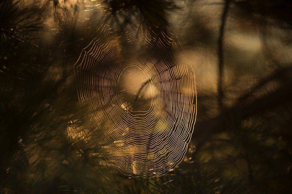 , Иваненко Светлана