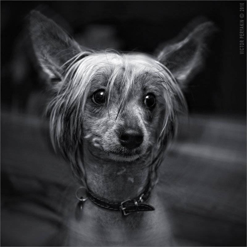 , Виктор Перякин