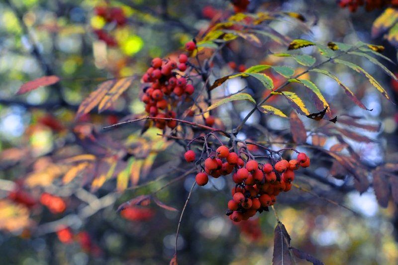 осень, цвет, свет Цвета Осени. фото превью