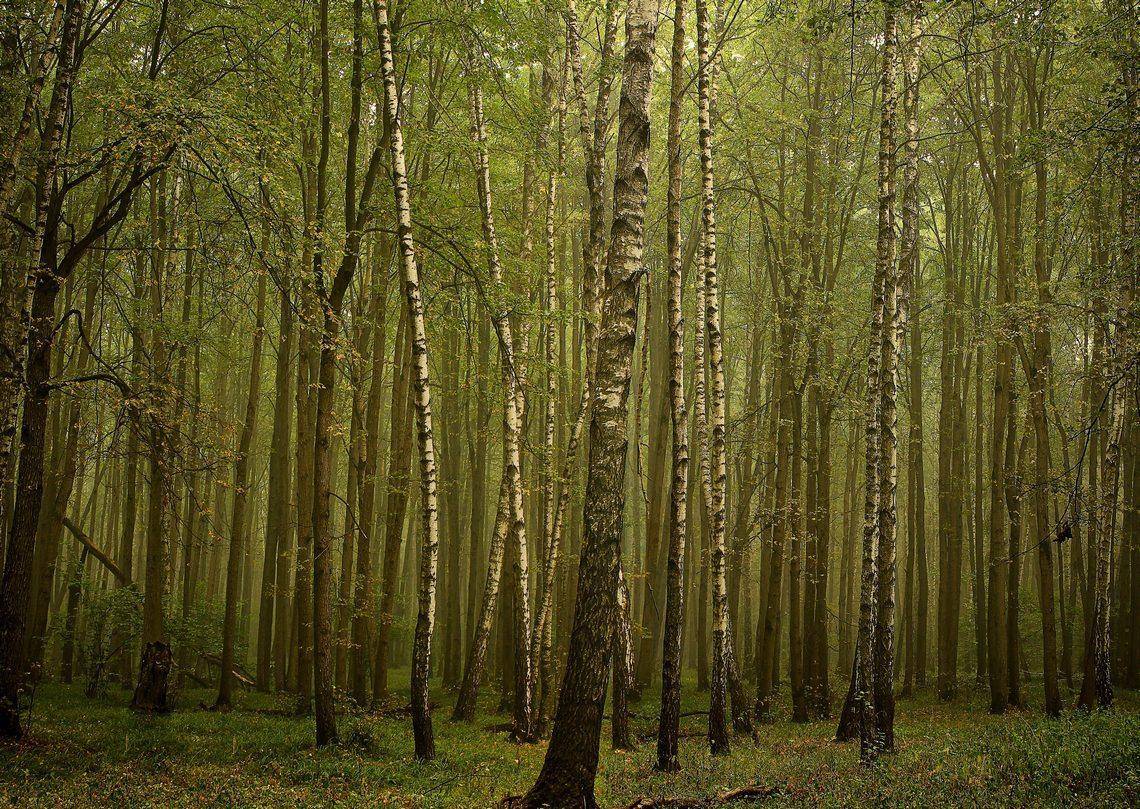 , Сергей Зимин