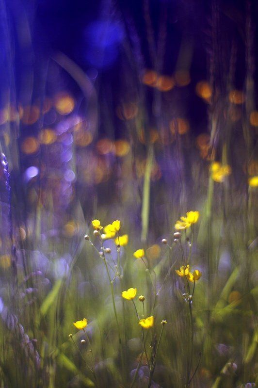 Воспоминания фото превью